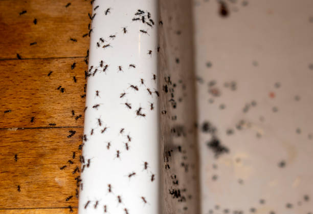 Best Affordable Pest Control Services  in Green, OH