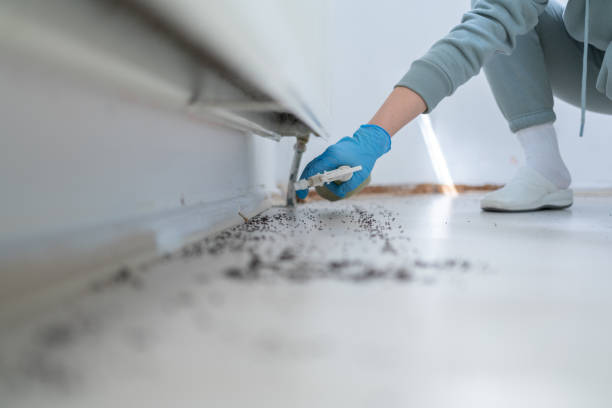 Best Termite Control Services  in Green, OH